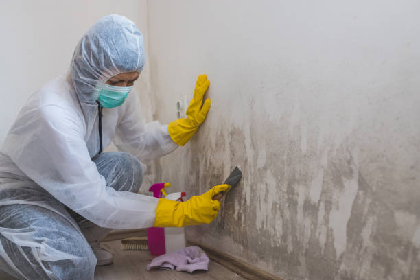 Best Same-Day Mold Removal  in Silver Springs, FL