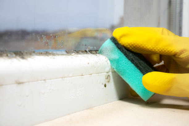 Best Fast Mold Removal  in Silver Springs, FL