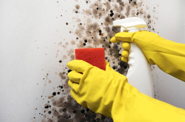 Best Mold Damage Repair  in Silver Springs, FL