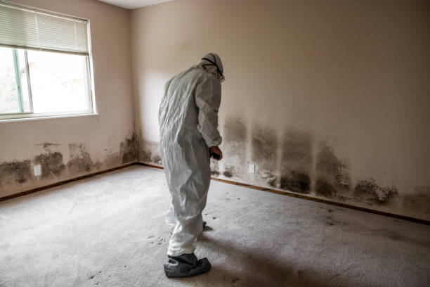 Mold Removal and Inspection in Silver Springs, FL