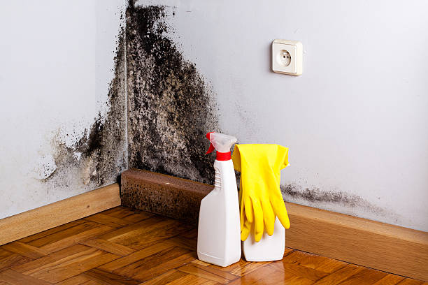 Best Home Mold Removal  in Silver Springs, FL