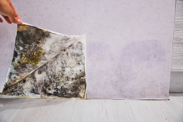 Silver Springs, FL Mold Removal Company